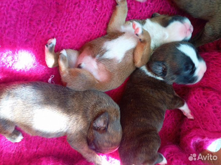 Милые щенки