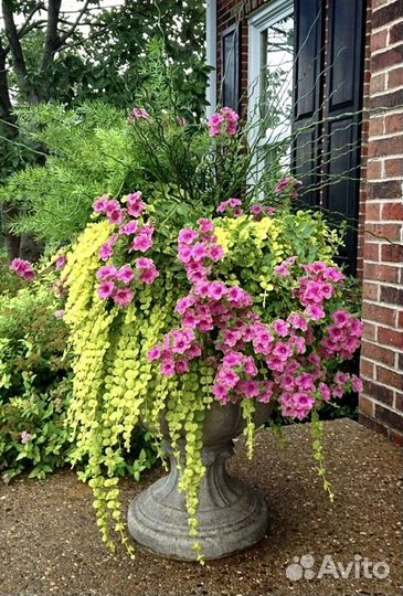 Лизимахия Вербейник монетчатый рассада