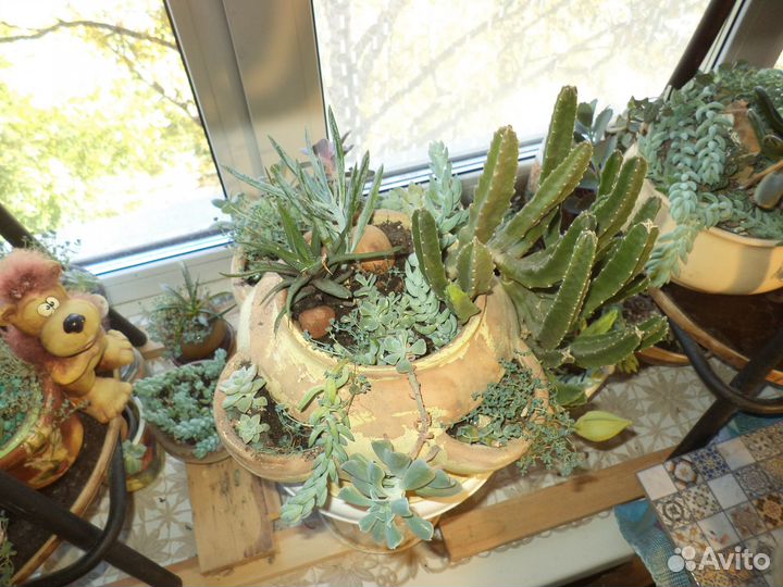 Дисхидия, Церопегия, Пилея, Стапелия