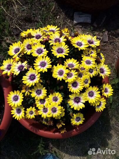 Рассада однолетних цветов