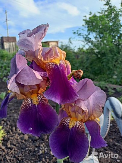 Ирисы бородатые