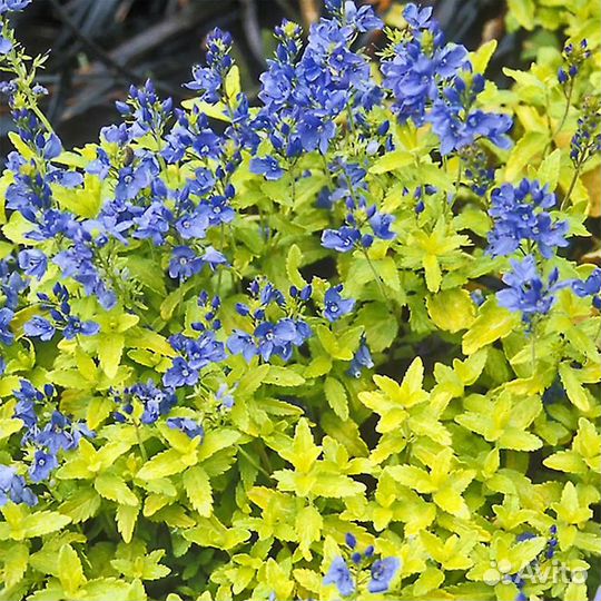 Многолетние цветы