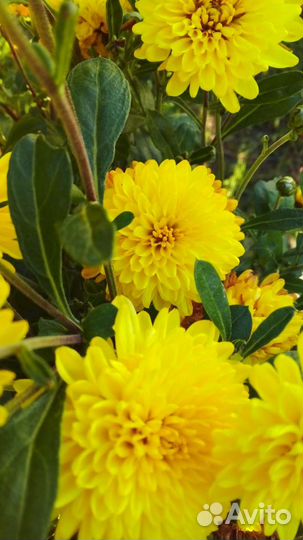 Хризантема корейская