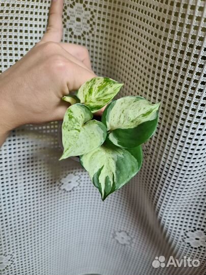 Филодендрон ринг оф Файер Эпипренум Хеппи лиф