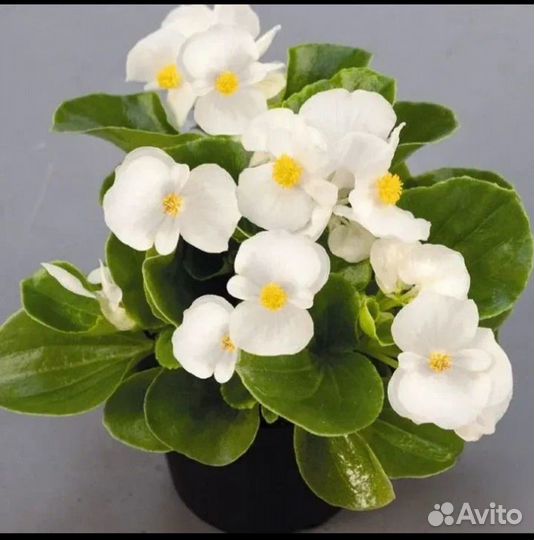 Бегония вечноцветущая