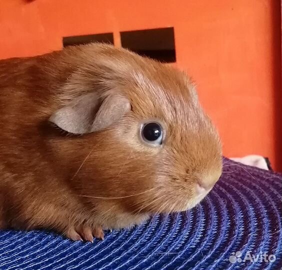 Морские свинки питомник