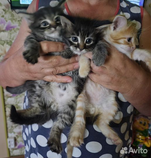 Отдам милых,пушистых котят в добрые руки