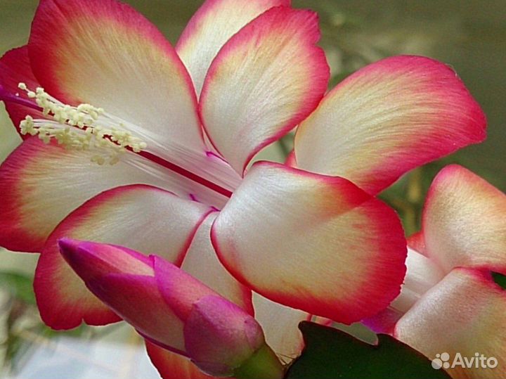 Шлюмбергеры сортовые