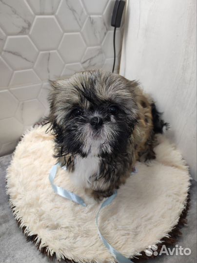 Щенки ши-тцу