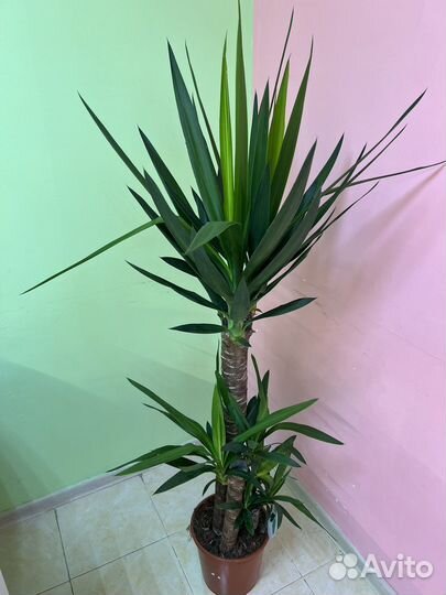 Пальма юкка 3 ствола 155см высота