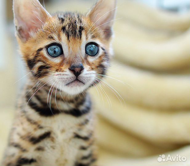 Элитные леопардики