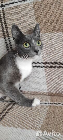 Кошка молодая