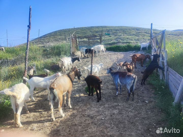 Нубийские козы