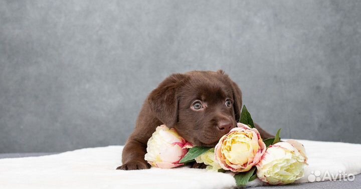 Щенки лабрадора