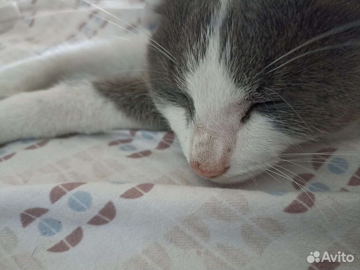 Домашние животные кошки