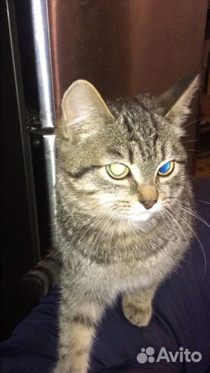 Котята 4 месяца