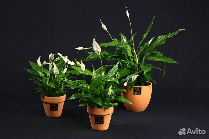 Комнатные цветы