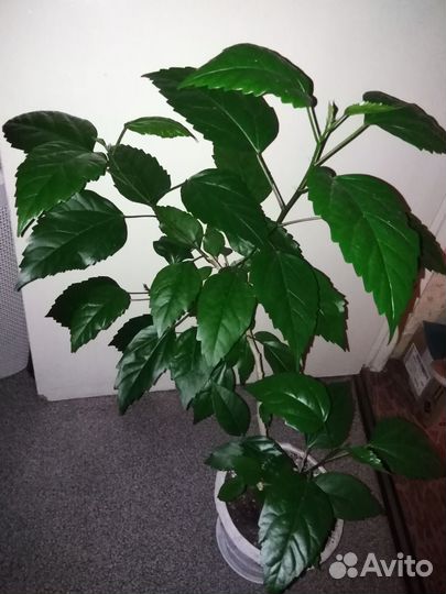 Гибискус красный махровый китайская роза