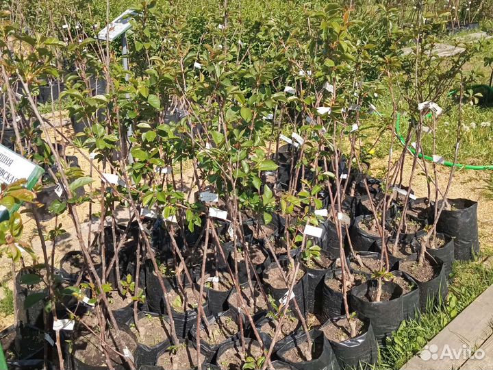 Саженцы Вишни Харитоновская