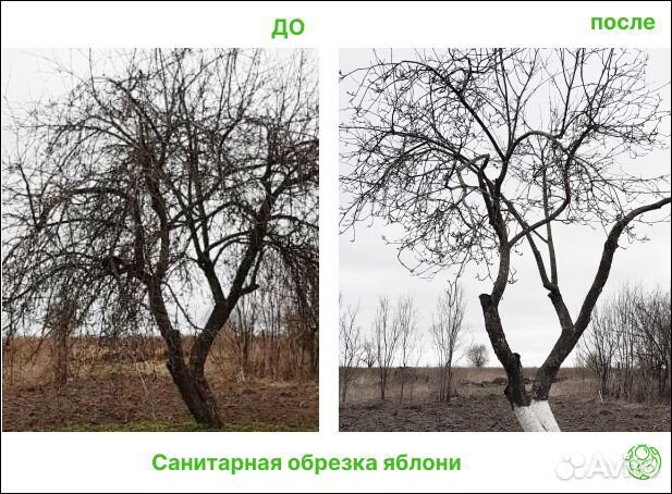 Обрезка плодовых деревьев