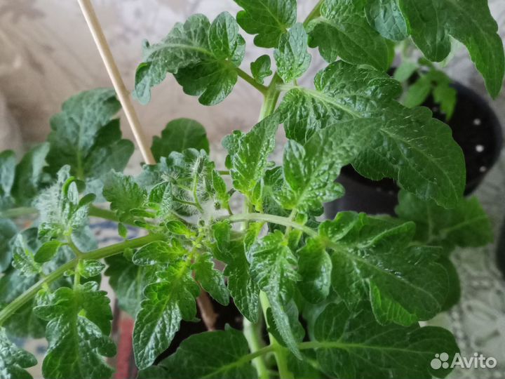 Рассада помидор Пиноккио и др