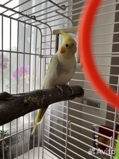 Попугай корелла с клеткой