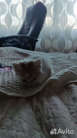 Рыжий котенок мальчик 2 месяца (или больше)