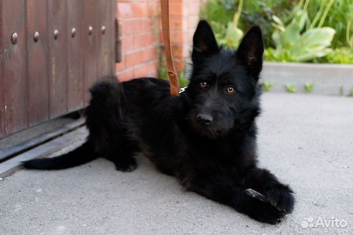 Собака в добрые руки бесплатно