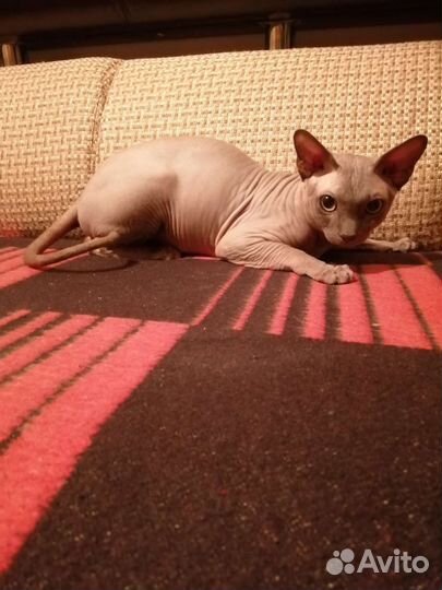 Канадский сфинкс вязка