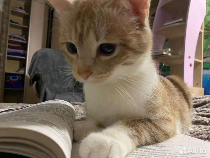 Кошка-потеряшка