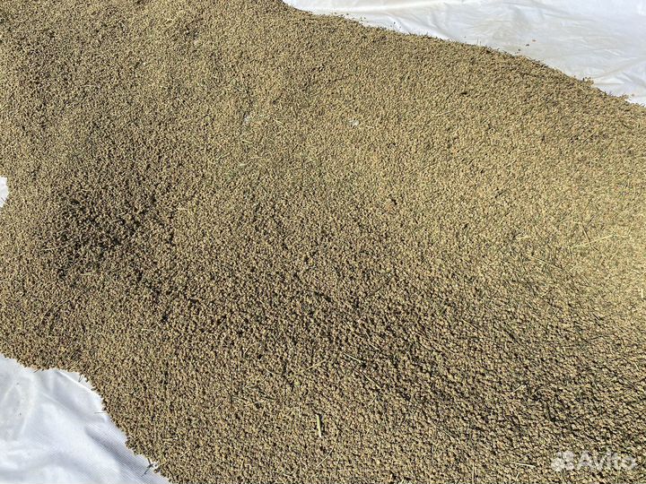 Семена кормовой свеклы