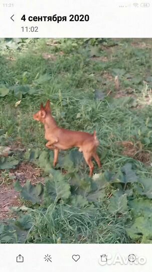 Мини Той-терьер. вязка