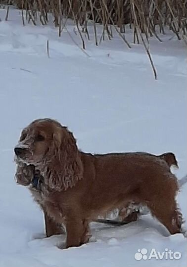 Кокер спаниель