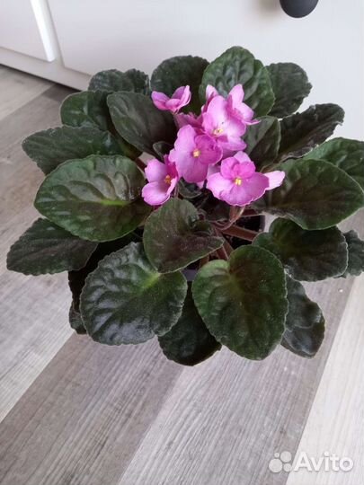 Цветущие фиалки