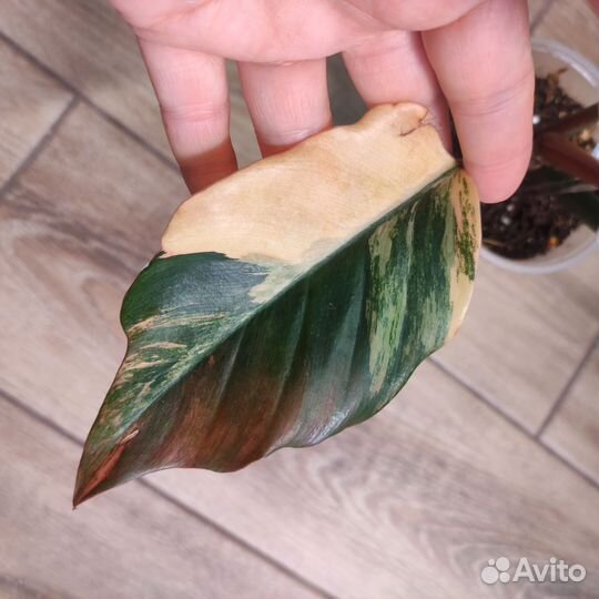 Филодендрон карамель марбл