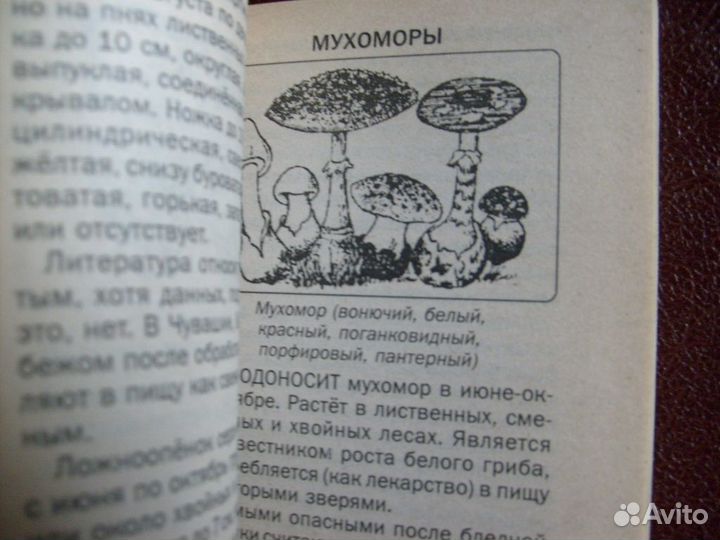 Советы по сбору грибов и ягод