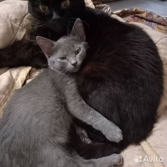 Котенок в добрые руки