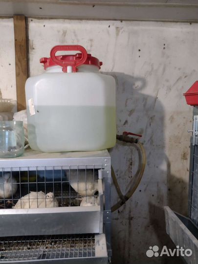 Клетки для перепелов бу