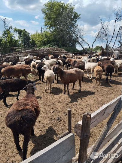 Овцы бараны