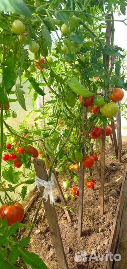 Помидоры