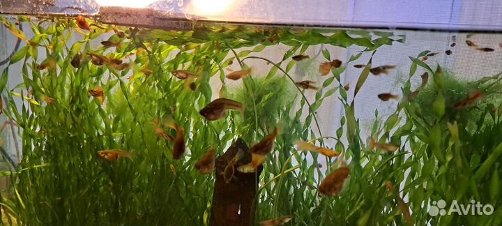 Аквариум с рыбками