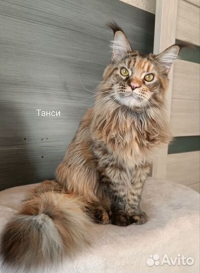 Котята Мейн-кун с документами и вет.паспортом