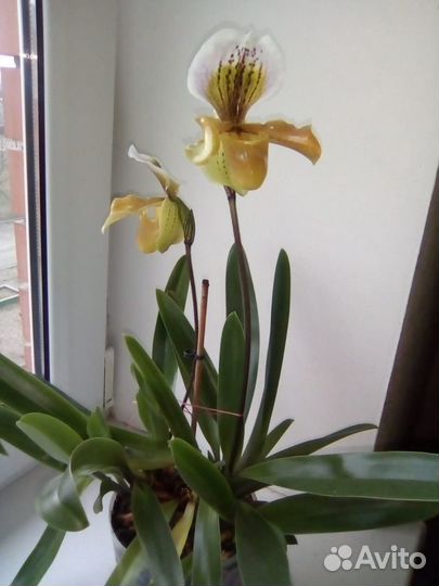 Орхидея венерин башмачек