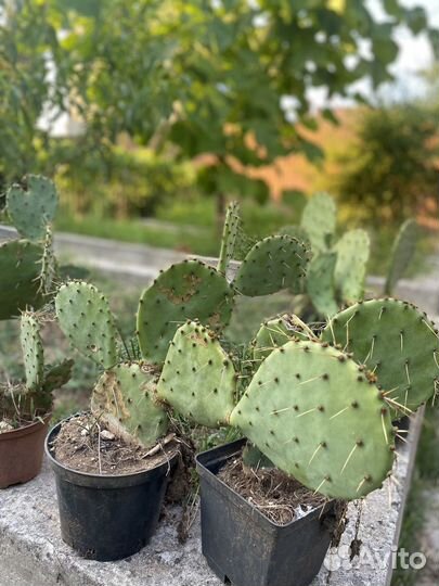 Кактус опунция