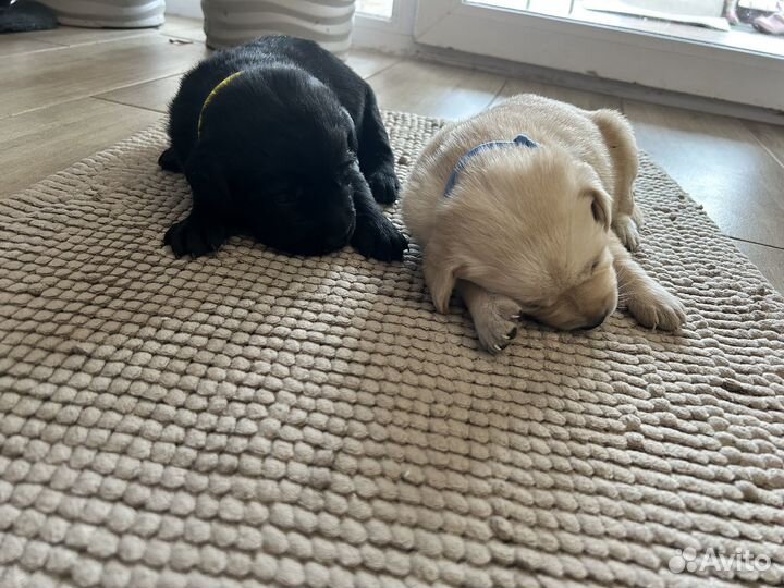 Щенки лабрадора