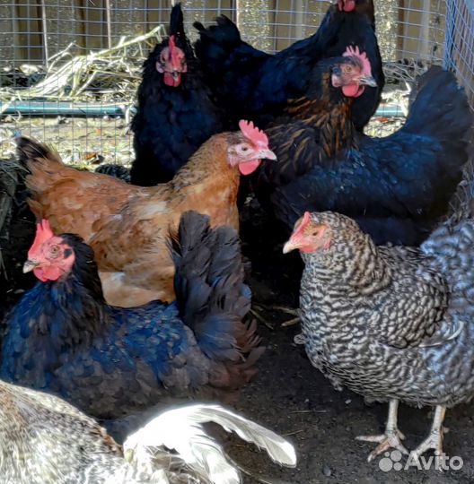 Инкубационное яйцо кур несущих цветные яйца