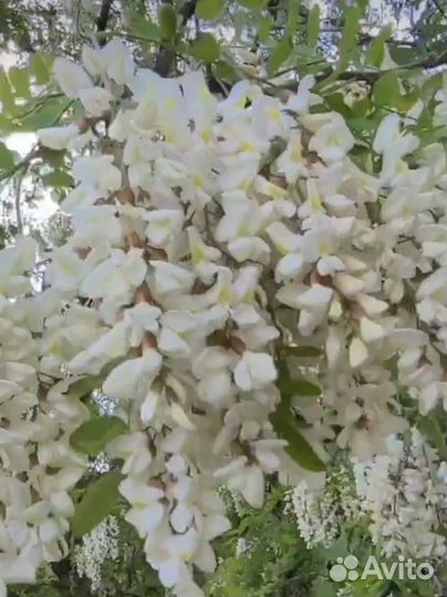 Чистейший мед Белой акации