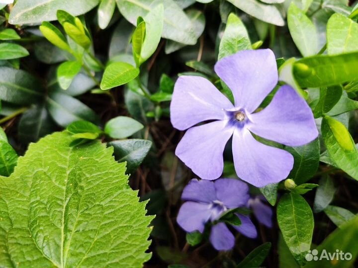 Плющ и барвинок малый