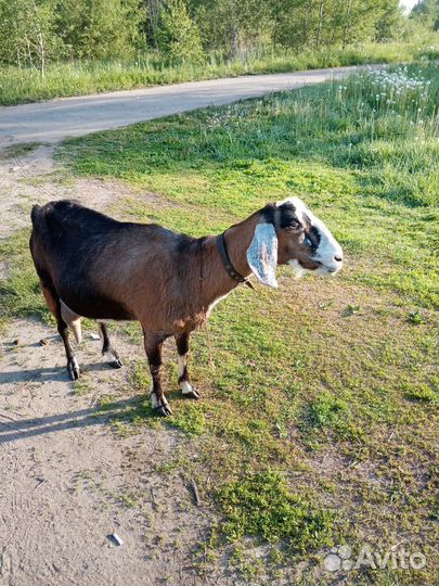 Коза нубийская дойная