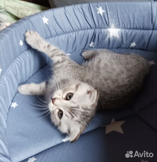 Котята шотландской вислоухой шиншиллы